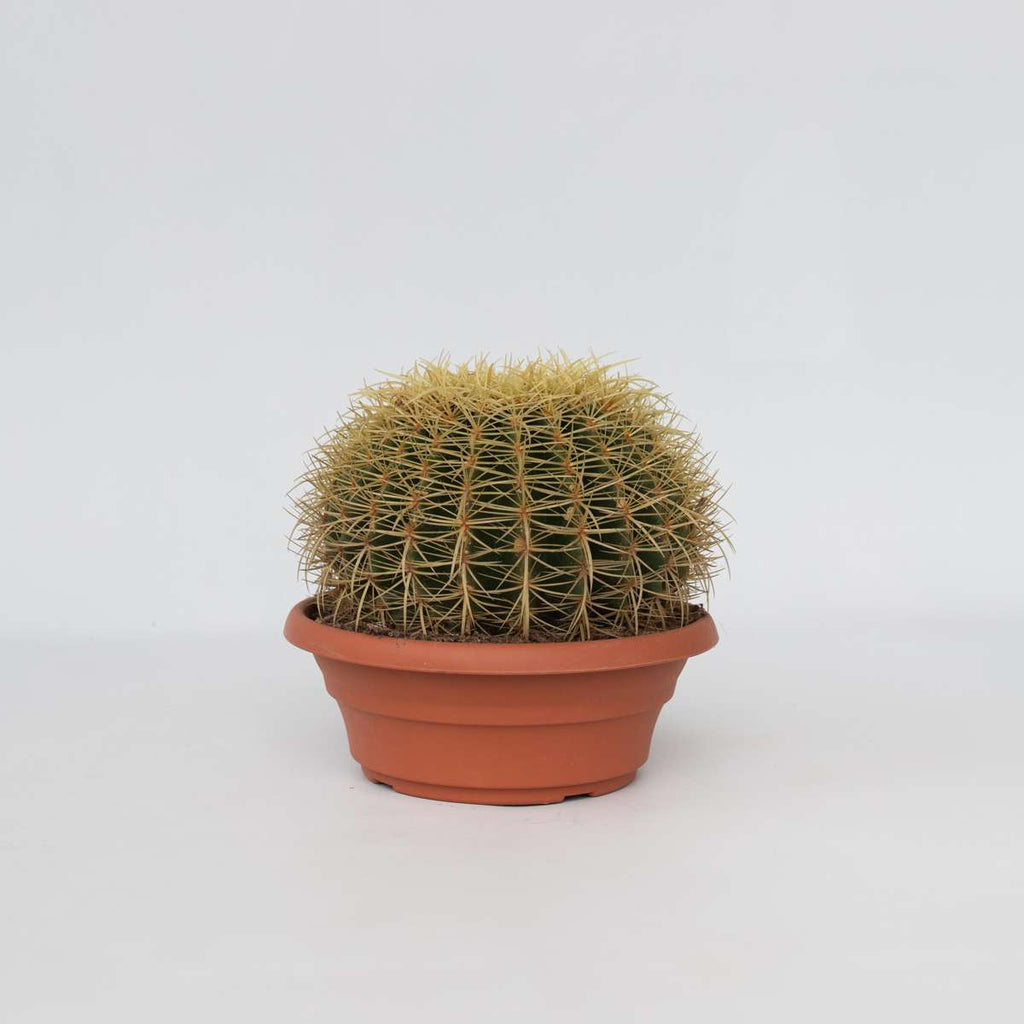 Echinocactus Grusonii - Cactus