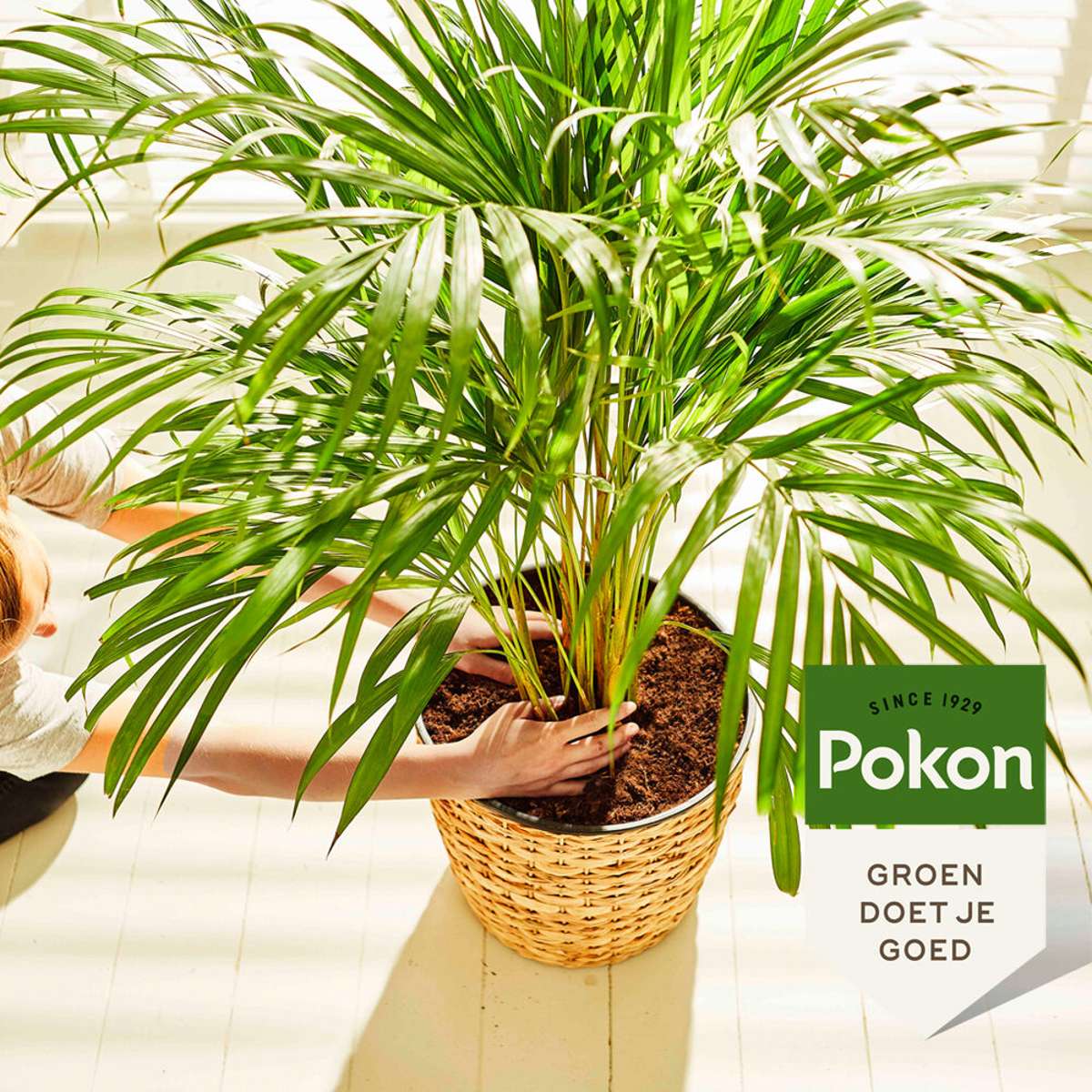 Pokon Vloeibare Palmvoeding - 250Ml