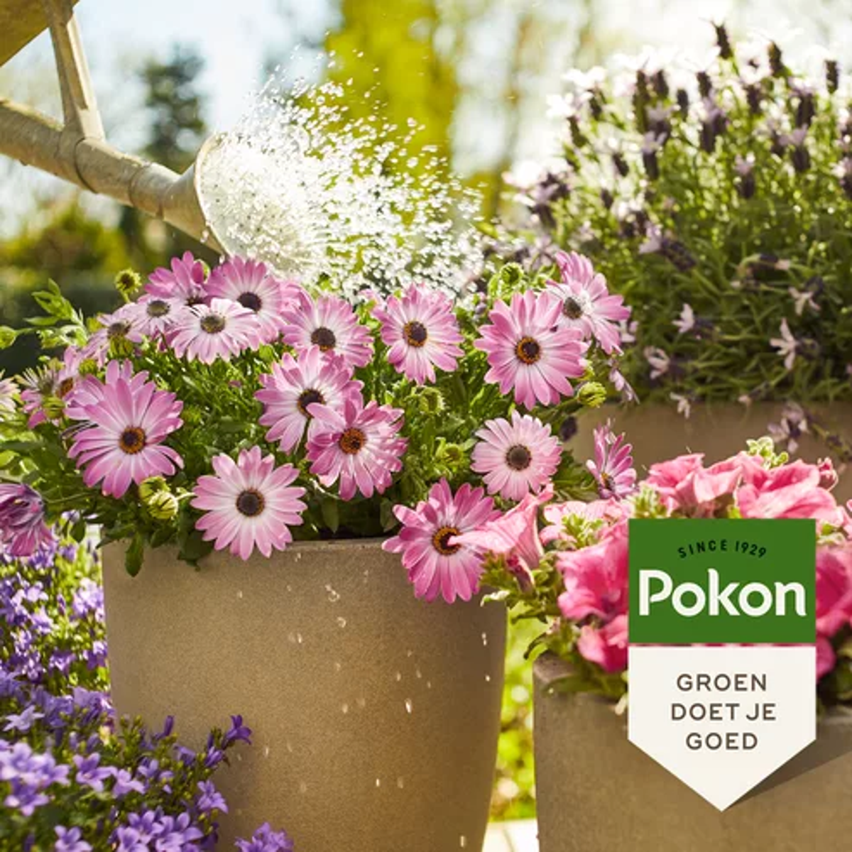 Pokon Plantenvoeding Terras & Balkon 500Ml