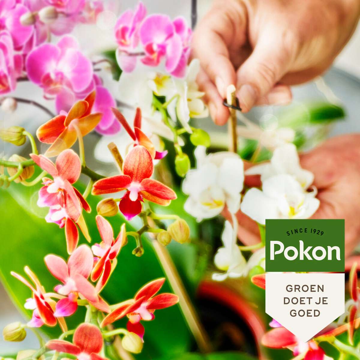 Pokon Vloeibare Orchideevoeding - 250Ml