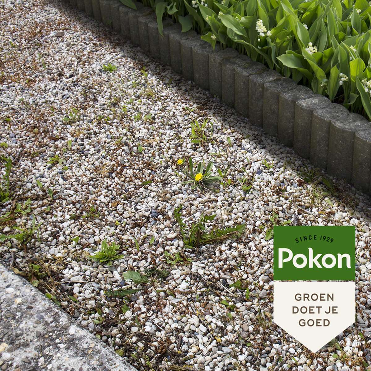 Pokon Tegen Onkruid Concentraat - 225Ml