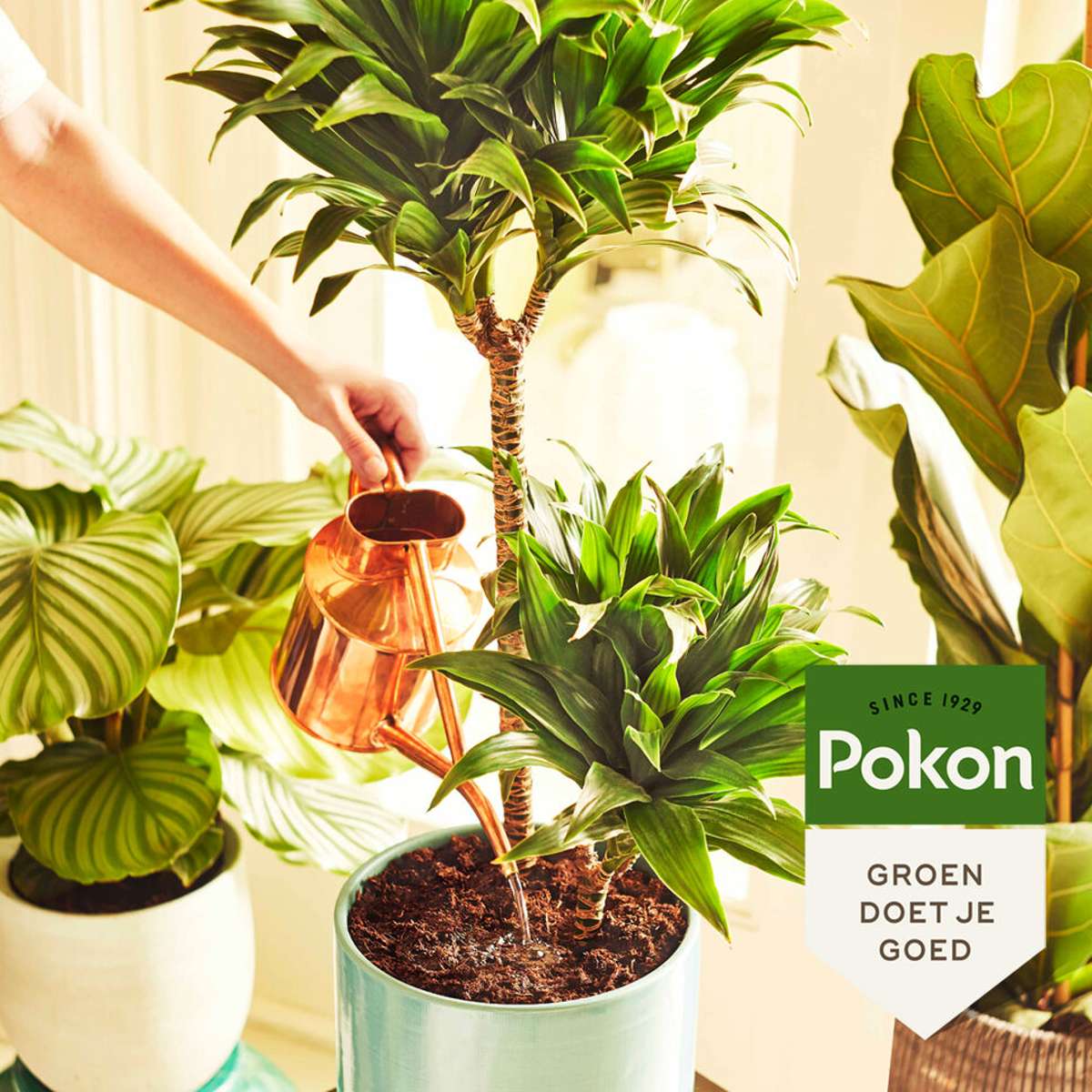 Pokon Kamerplantenvoeding In Poedervorm – 100 Gram