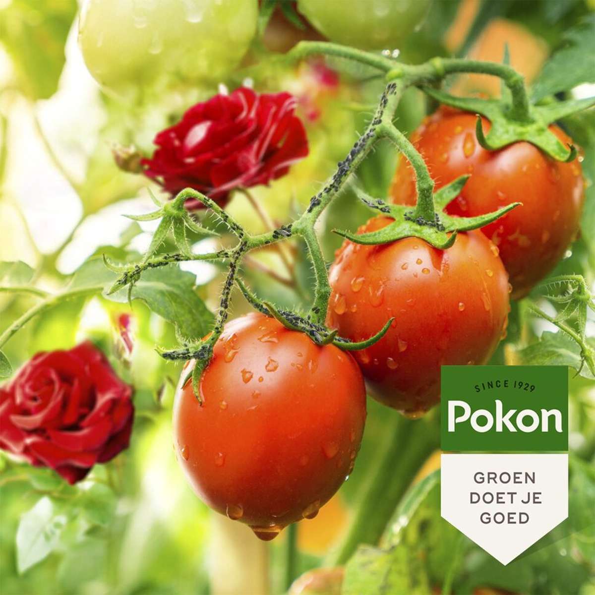 Pokon Anti-Insectenspray Voor Planten – 800Ml