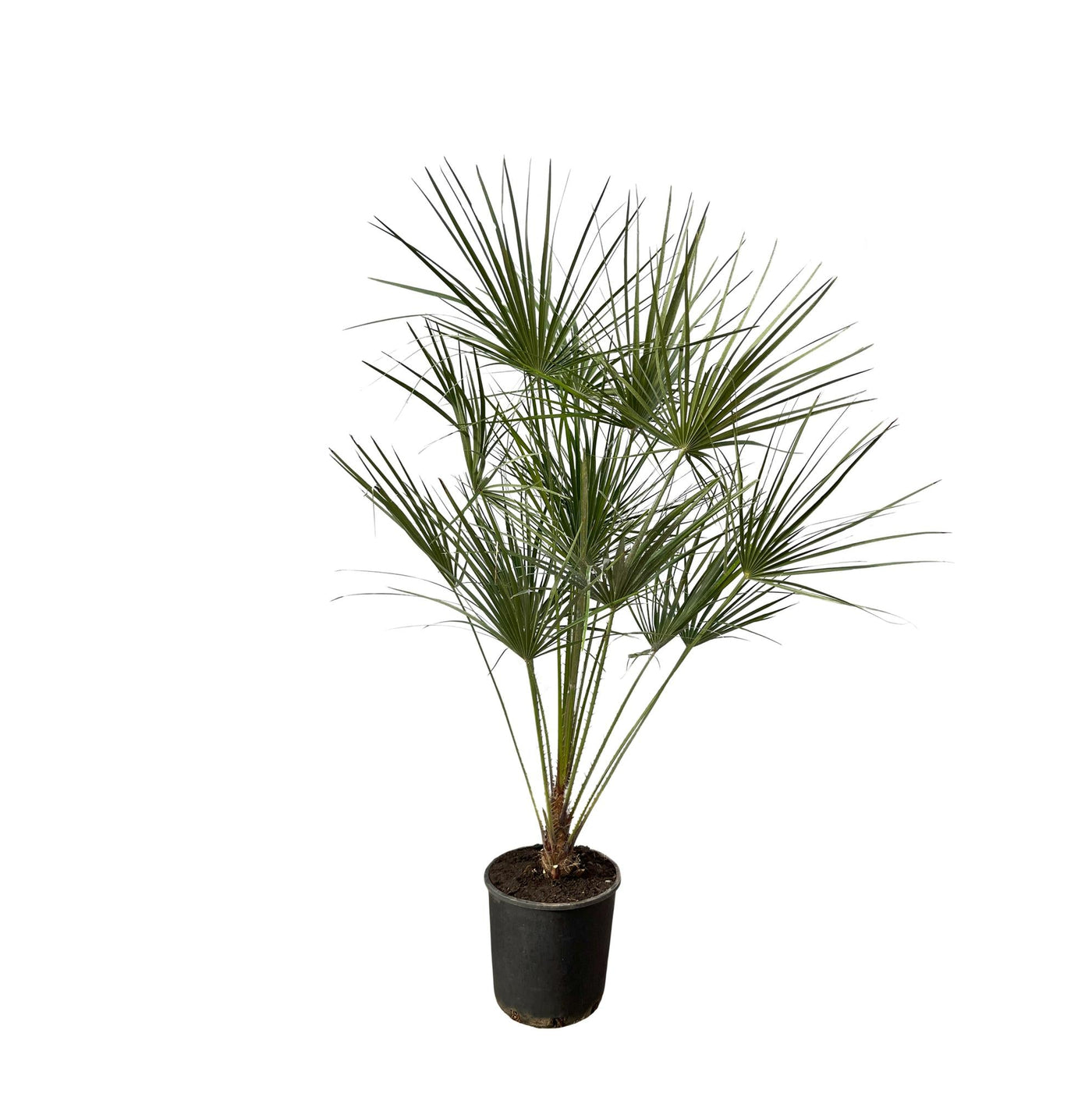 Europese dwergpalm op stam - Chamaerops humilis - Ø24cm - ↕160cm