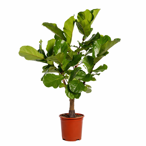 Vioolbladplant - Ficus lyrata vertakt - Ø27cm - ↕130cm