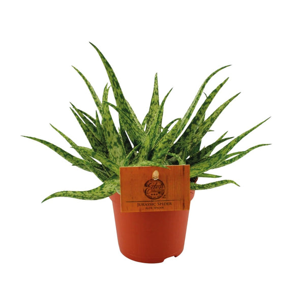 Aloe Spider - Ø10cm