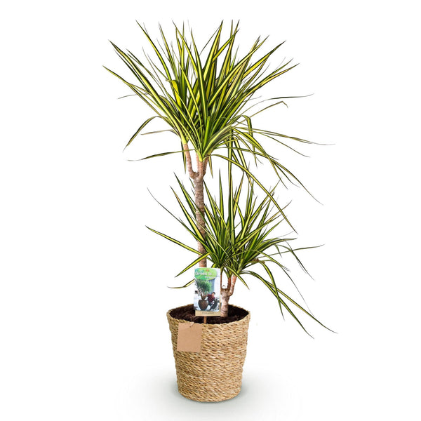 Drakenbloedboom - Dracaena Sunray - incl. mand - Ø21cm - ↕90-100cm