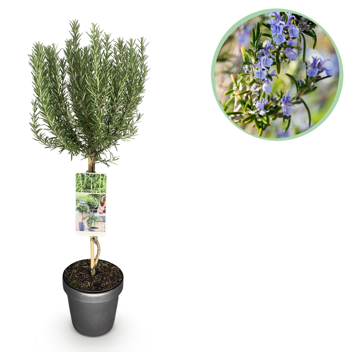 Rozemarijn op stam - Rosmarinus officinalis - Ø19cm - ↕90cm
