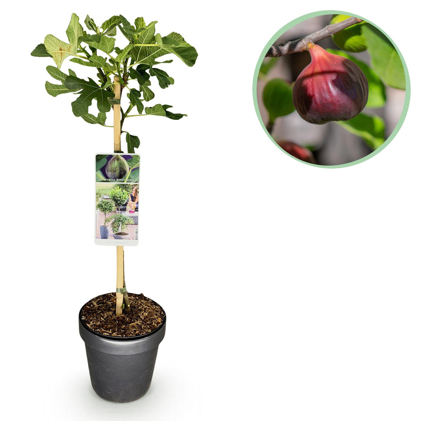 Vijgenboom op stam - Ficus carica Brown Turkey - Ø19cm - ↕90cm