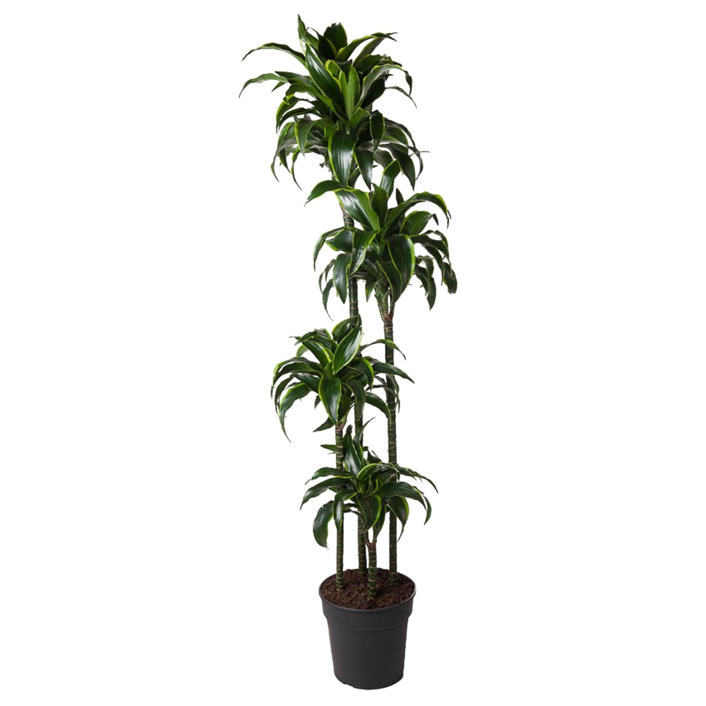 Drakenboom - Dracaena Dorado - Ø27cm - ↕170cm