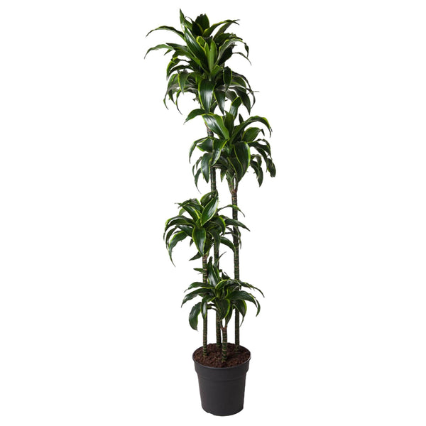 Drakenboom - Dracaena Dorado - Ø27cm - ↕170cm