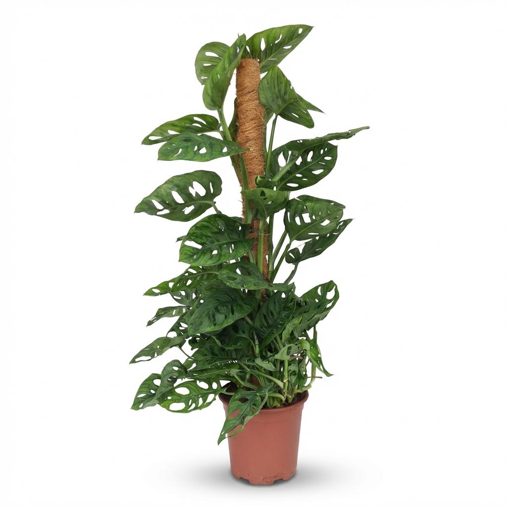 Gatenplant - Monstera adansonii Mosstok - Ø19cm - ↕90cm