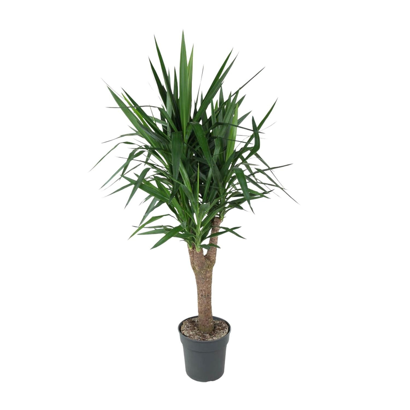 Palmlelie - Yucca elephantipes vertakt - Ø31cm - ↕150cm