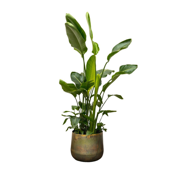 Witte paradijsvogelplant - Strelitzia nicolai - Ø40cm - ↕250cm