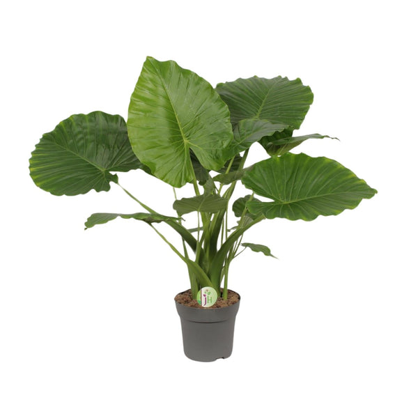 Olifantsoor - Alocasia Gageana California - Ø21cm - ↕80cm