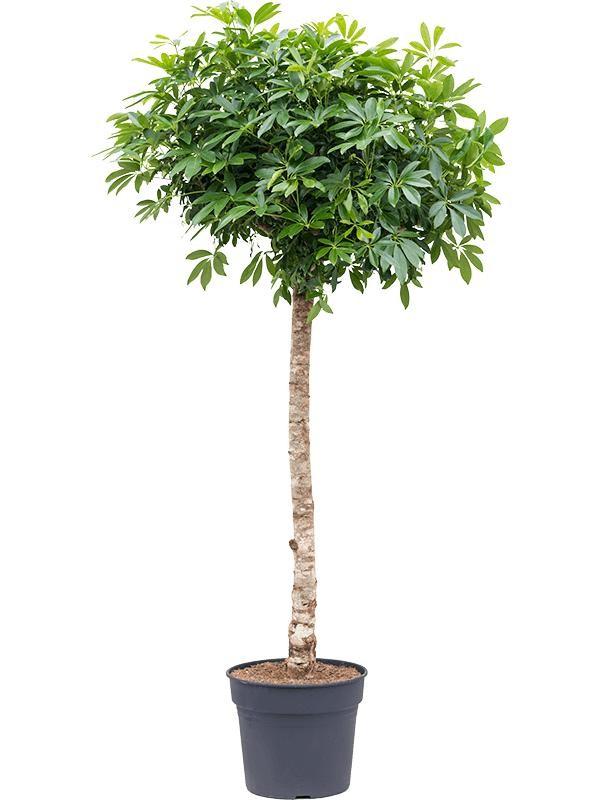 Vingerboom - Schefflera - Ø40cm - ↕200cm