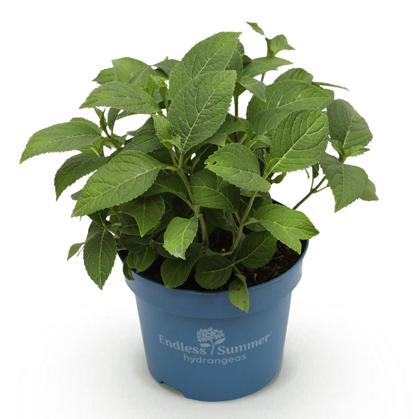 Hortensia - Hydrangea macrophylla 'Endless Summer Summer Love' - Ø14cm - ↕20-25cm