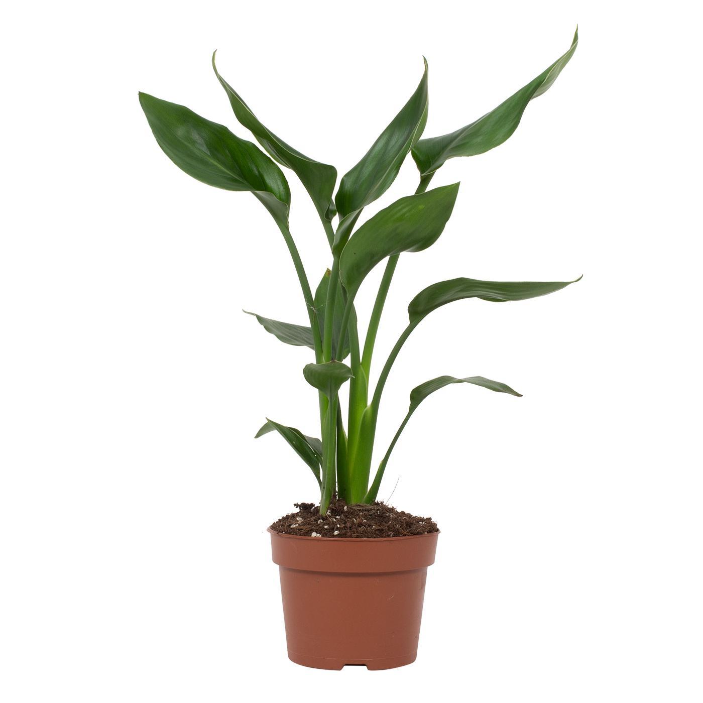 Paradijsvogelplant - Strelitzia reginae - Ø12cm - ↕35cm