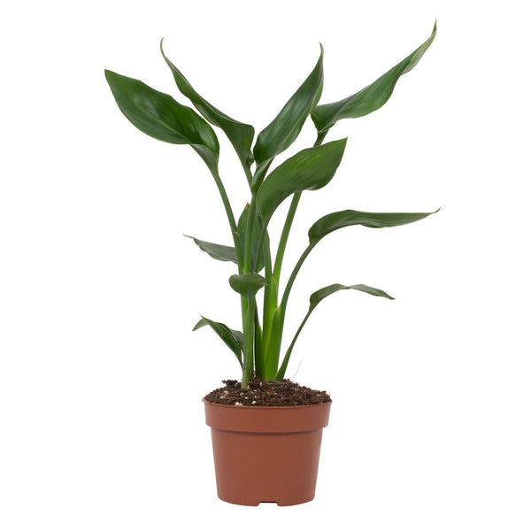 Paradijsvogelplant - Strelitzia reginae - Ø12cm - ↕35cm