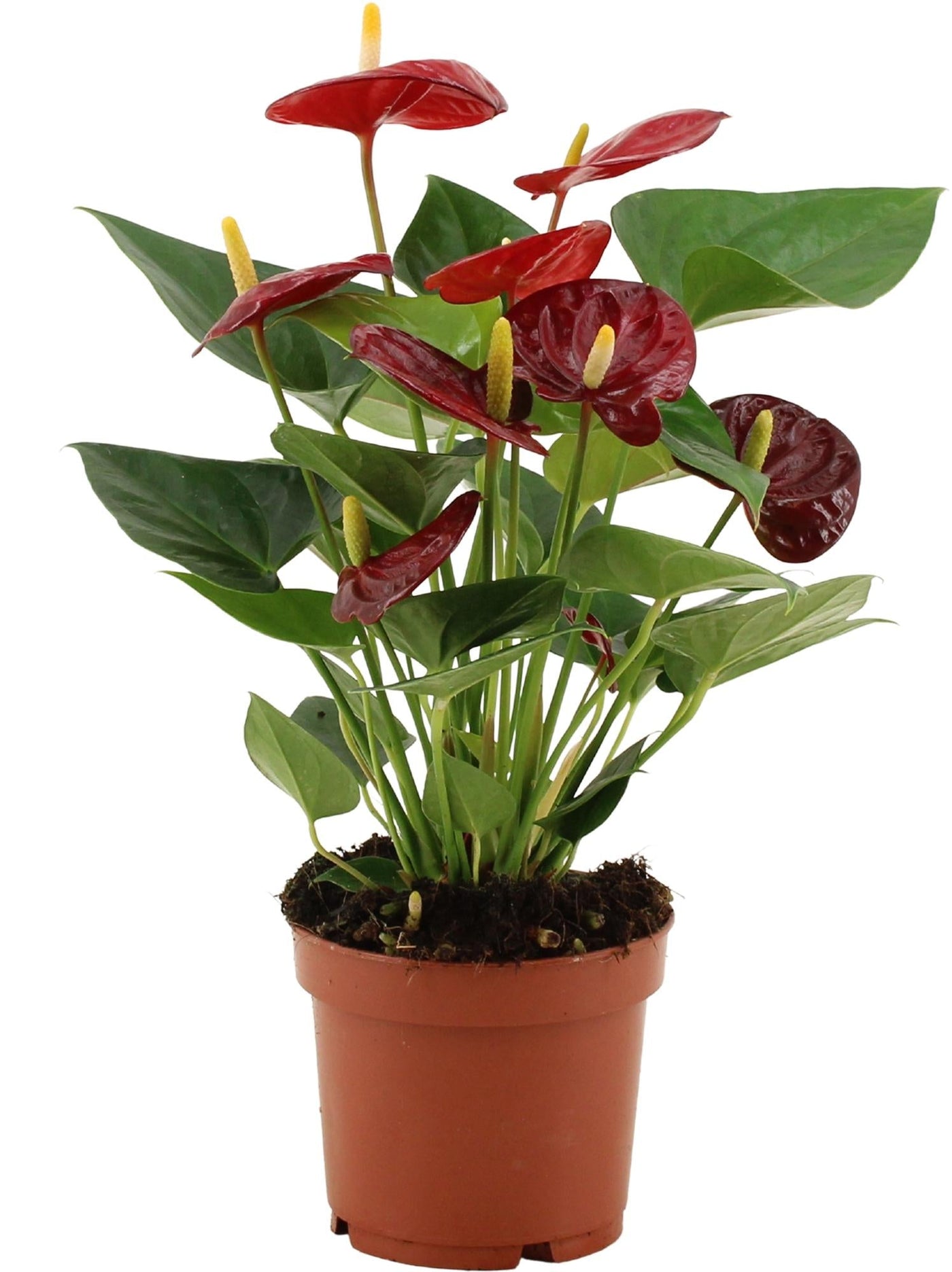 Flamingoplant - Anthurium Calon In Transparant Sleeve - Ø12cm - ↕36cm