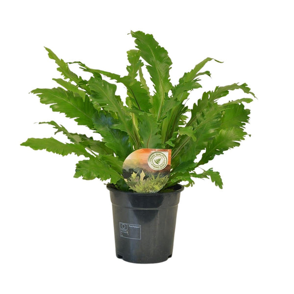 Tongvaren - Asplenium Campio - Ø17cm - ↕50cm