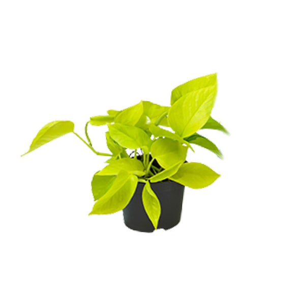 Pothos - Epipremnum aureum - Ø12cm - ↕15cm