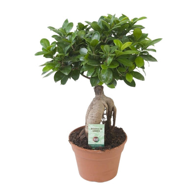 Vijgenboom - Ficus Ginseng - Ø17cm - ↕40cm