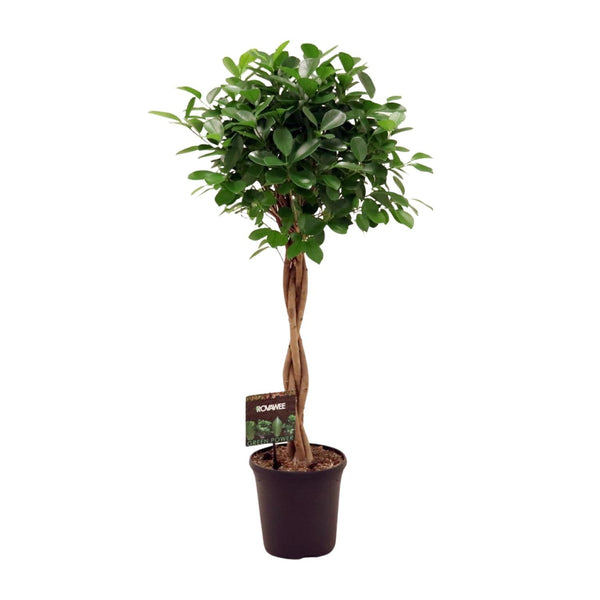Vijgenboom - Ficus Micr. Moclame - Ø23cm - ↕110cm