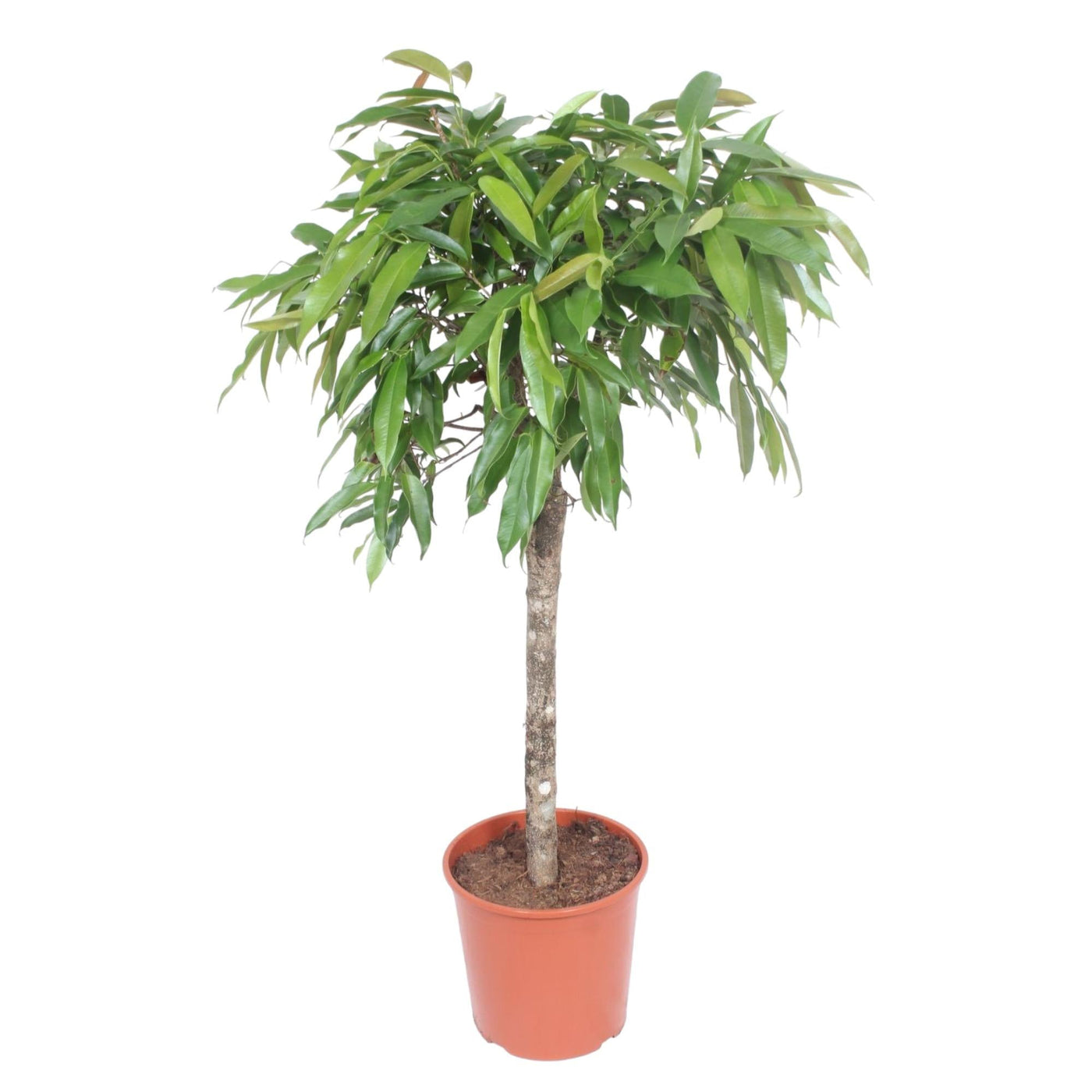 Vijgenboom - Ficus Amstel King - Ø30cm - ↕130cm