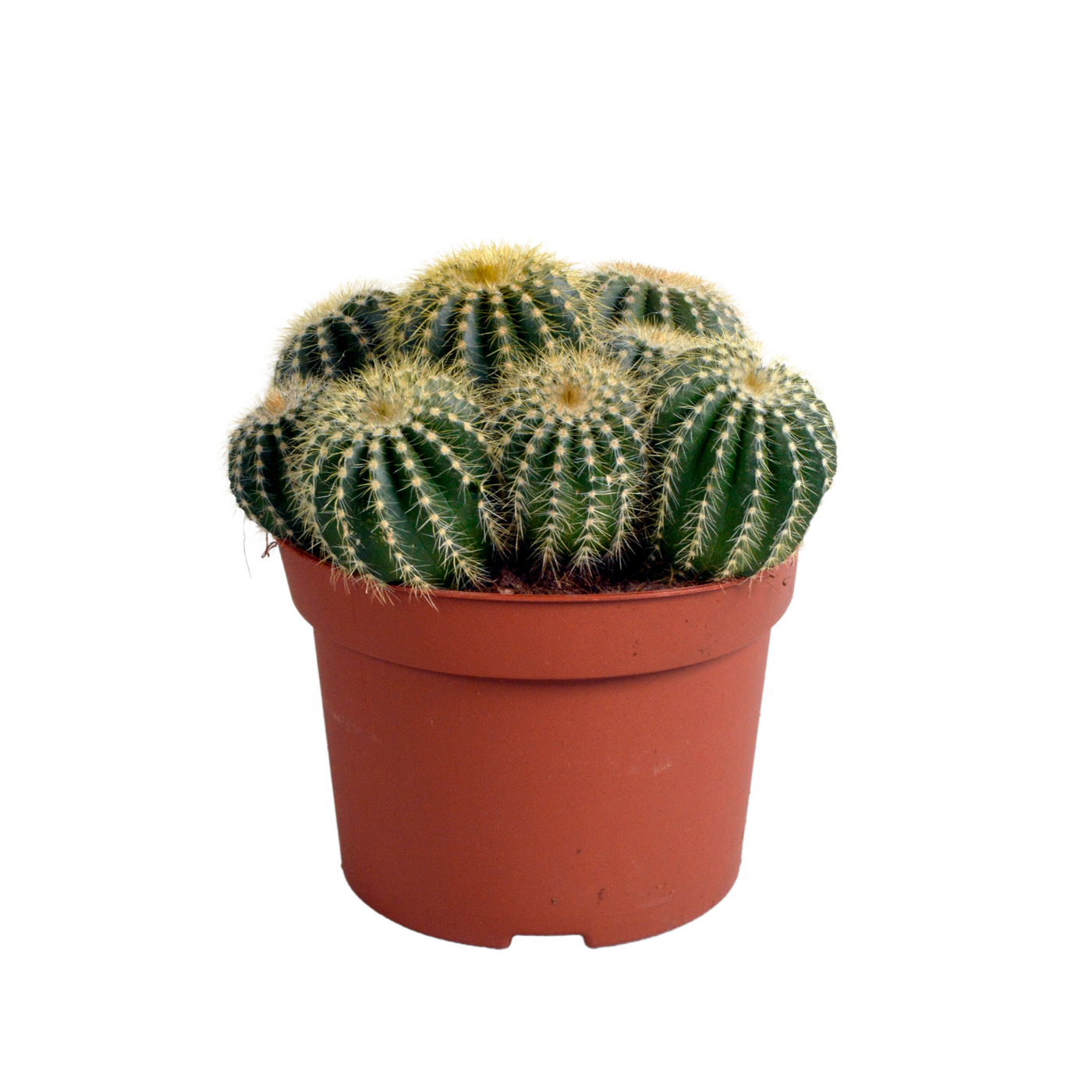 Bolcactus - Eriocactus warasii - ↕12cm