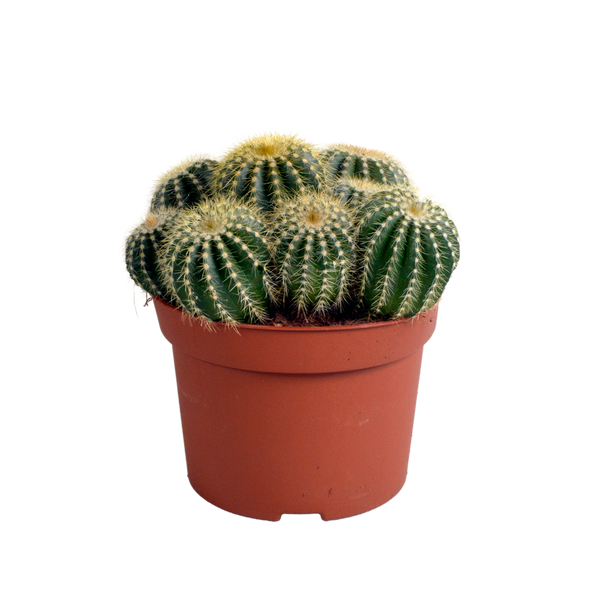 Bolcactus - Eriocactus warasii - ↕12cm