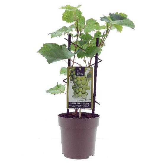 Druif - Vitis Muskaat de Alexandrie - Ø15cm - ↕40cm