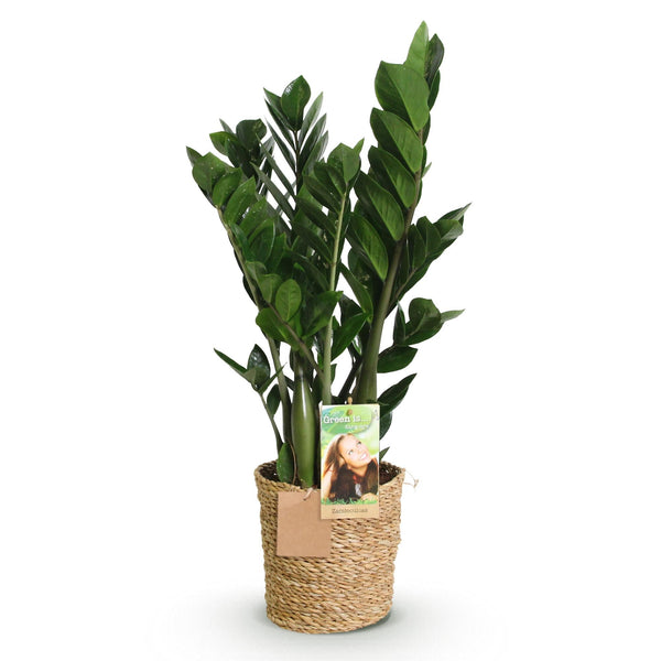 ZZ-plant - Zamioculcas - incl. mand - Ø17cm - ↕65-75cm