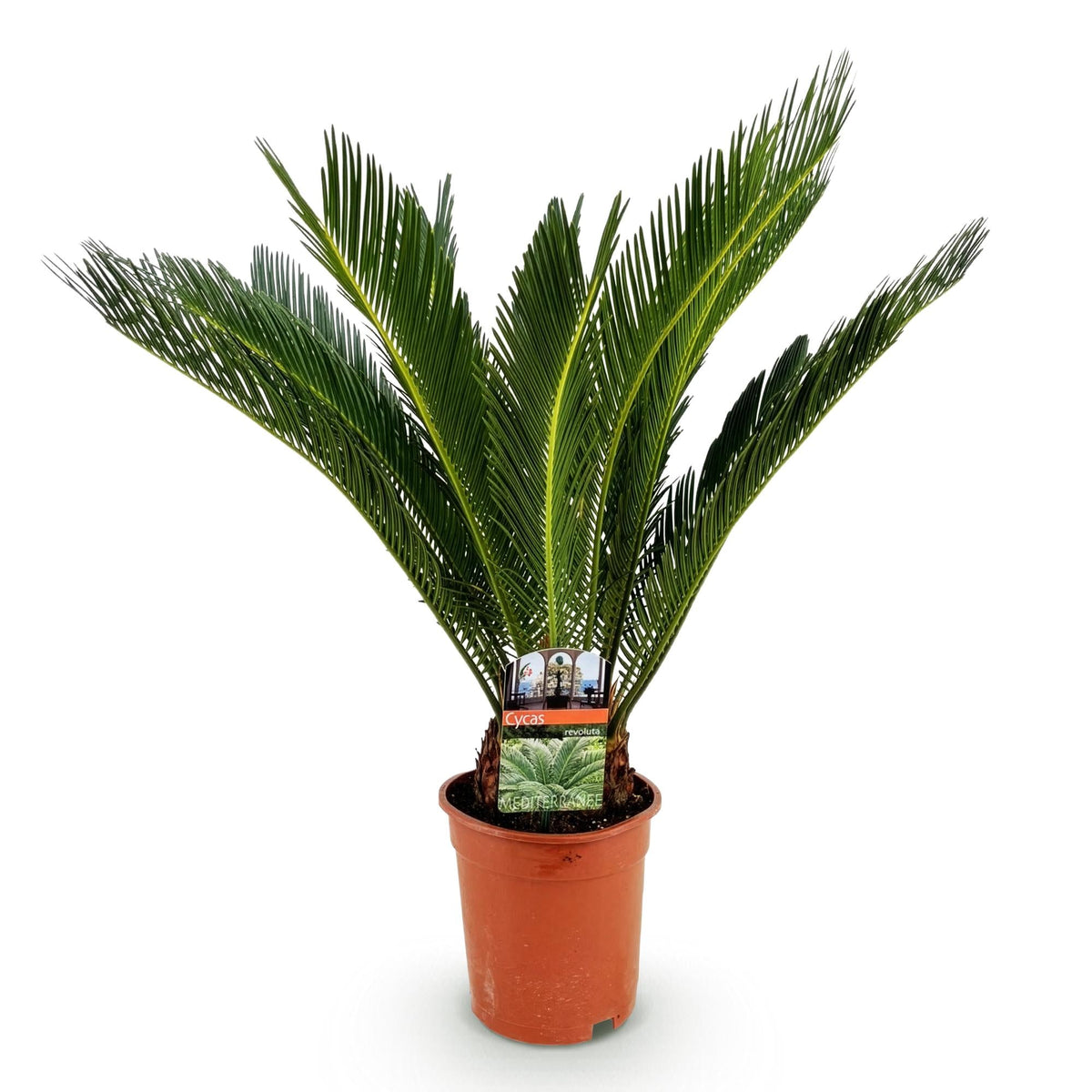 Cycas revoluta - Palmvaren - Ø17cm - ↕55-65cm