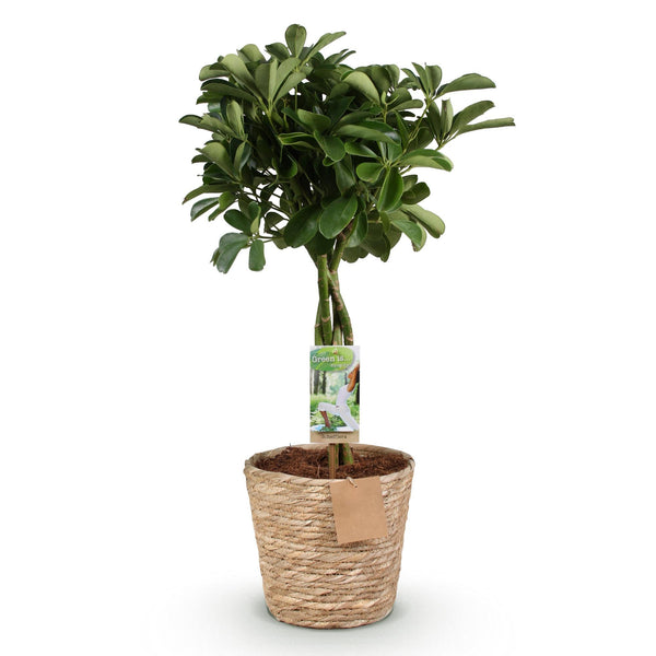 Vingerboom - Schefflera Nora - incl. mand - Ø21cm - ↕70-82cm