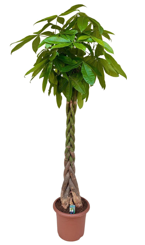 Geldboom - Pachira aquatica - ↕210cm