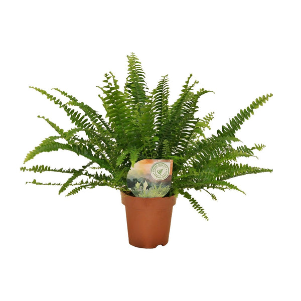 Hangende Varen - Nephrolepis Green Lady - Ø12cm - ↕30cm