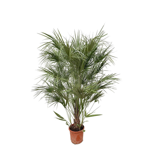 Europese dwergpalm op stam - Chamaerops humilis - Ø30cm - ↕170cm