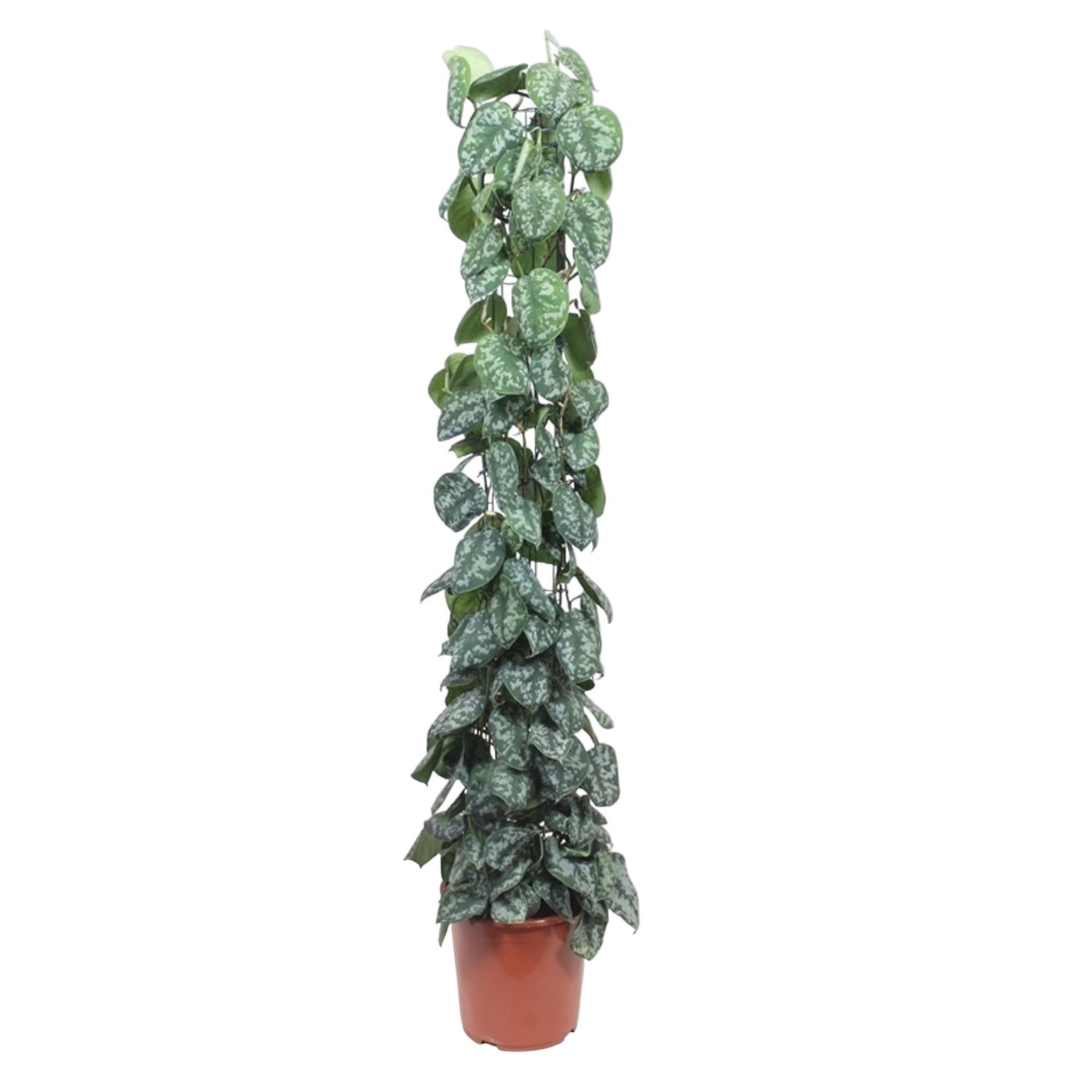 Satijnpothos - Scindapsus pictus 'Trebie' gaasrek - Ø27cm - ↕160cm