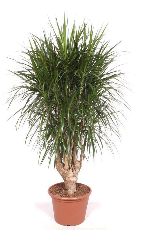 Drakenboom - Dracaena Marginata vertakt XXL - Ø40cm - ↕190cm