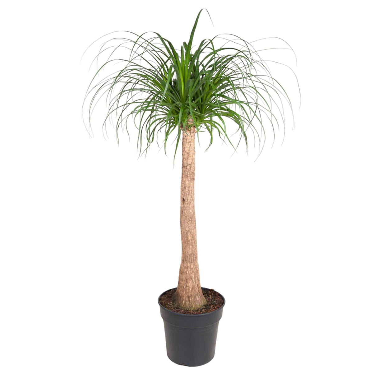 Beaucarnea stam - Ø32cm - ↕120cm