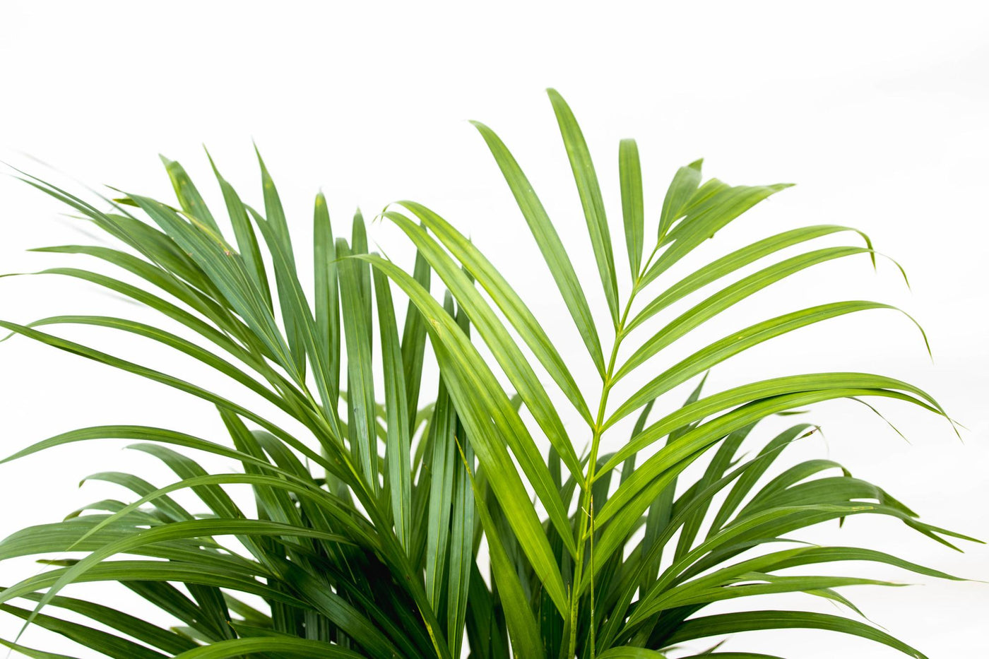 Arecapalm - Dypsis lutescens - Ø21cm - ↕140cm
