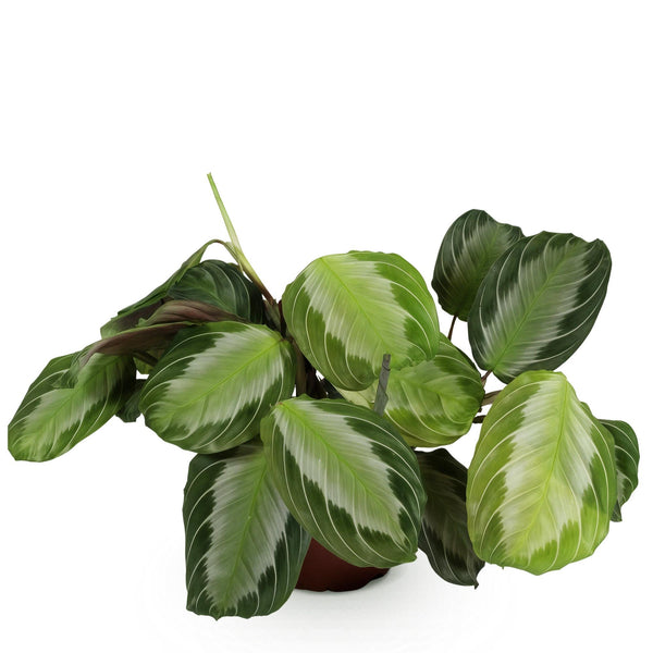 Gebedsplant - Maranta Fascinator Silverband - Ø12cm - ↕25cm