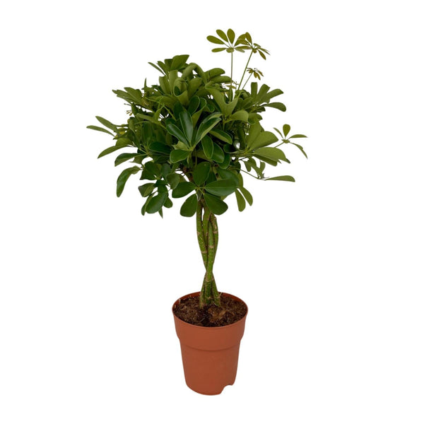 Vingerboom - Schefflera Compacta - Ø19cm - ↕80cm