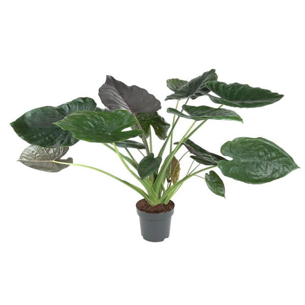 Olifantsoor - Alocasia Wentii - Ø32cm - ↕120cm