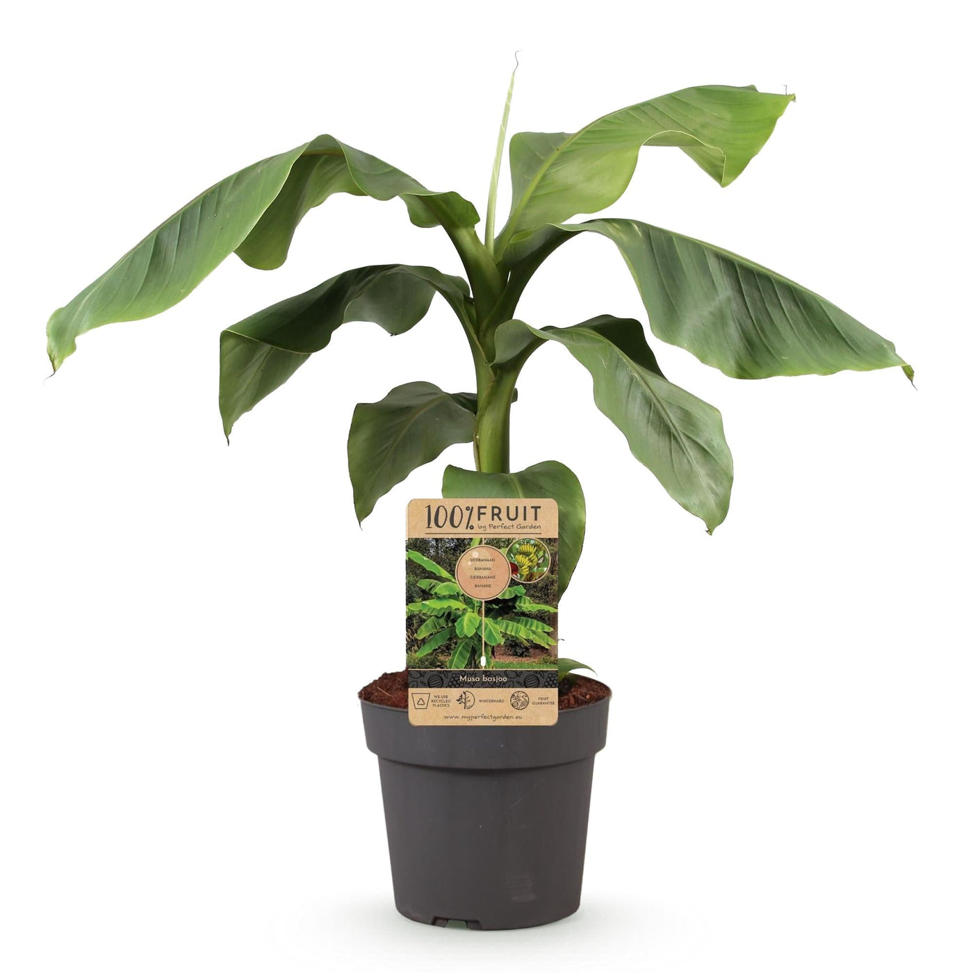 Bananenplant - Musa basjoo - Ø21cm - ↕70-90cm
