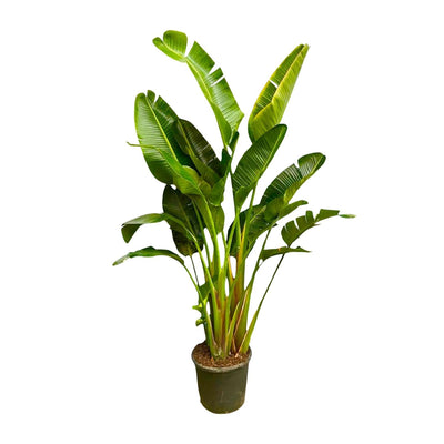 Paradijsvogelplant - Strelitzia Augusta multi stam XXL - ↕250cm