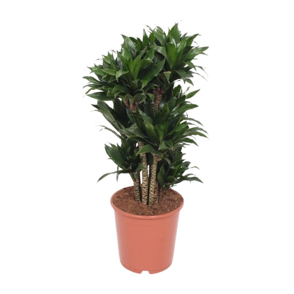 Drakenbloedboom - Dracaena Compacta - Ø24cm - ↕80cm