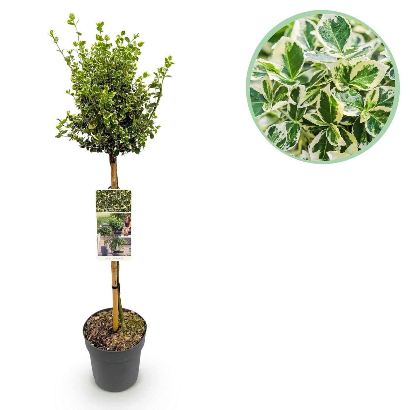 Kardinaalsmuts op stam - Euonymus fortunei 'Emerald Gaiety' - Ø19cm - ↕90cm
