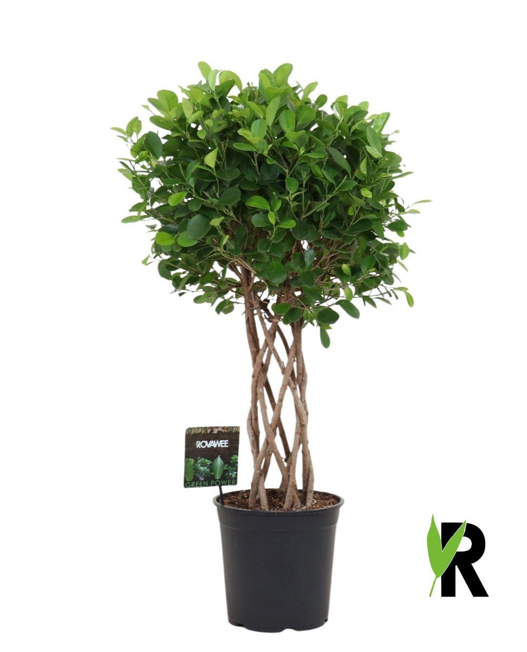 Vijgenboom - Ficus Moclame gevlochten cilinder - ↕120cm
